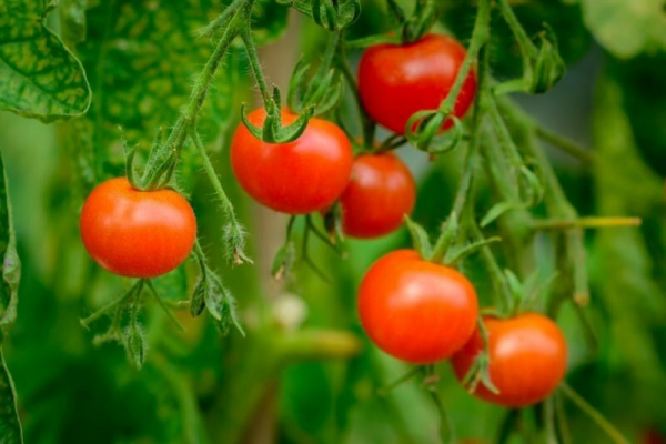 Подкормка томатов для образования завязей — народные средства